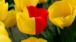 Смотреть Плантации тюльпанов