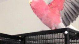 Смотреть Эмоциональный розовый попугай