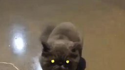 Смотреть Смешной кот атакует