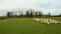 Оперативный пастух для овец
