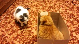 Битва котов за коробку