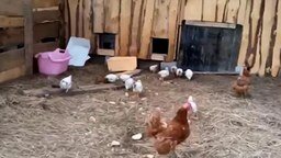 Как быстро загнать цыплят в сарай