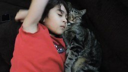 Смотреть Девочка и кот сладко спят