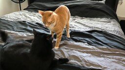 Кот заправляет кровать