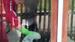 Смотреть Шимпанзе помогает мыть стёкла