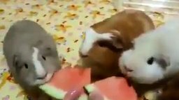 Смотреть Свинки кушают арбуз