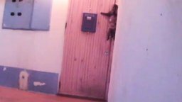 Смотреть Кошка звонит в дверной звонок