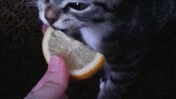 Смотреть Котёнок кушает лимон