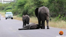 Слонёнок кривляется на дороге