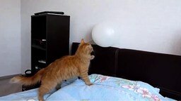 Смотреть Кот доигрался с шариком