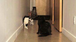 Смотреть Два кота в доме