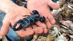 Смотреть Самый крупный скорпион