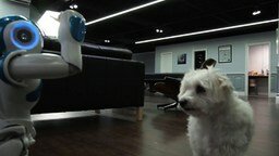 Робот кормит собаку