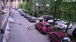 Собака грызёт машину