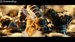 Смотреть Как изменится мир, если исчезнут пчёлы?