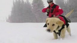 Зимняя прогулка щенка