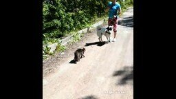 Кот-ниндзя защищает хозяев от собаки