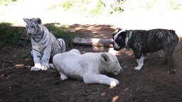 Смотреть Пёс против львёнка и тигрёнка