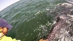 Смотреть Погладили китёнка