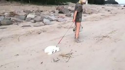 Смотреть Блондинка выгуливает кошку
