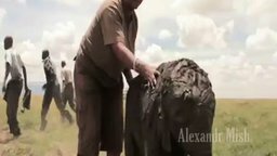 Спасаем животных