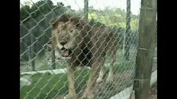 Льва выпустили из клетки