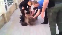 Поймали сбежавшего медведя