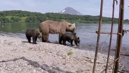 Медвежья рыбалка на Курильском озере