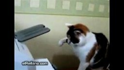 Смотреть Кошка секретарша