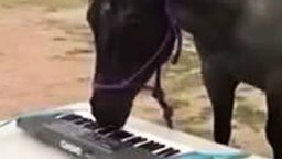 Смотреть Лошадь играет на пианино