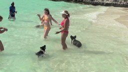Смотреть Свиньи на Багамах