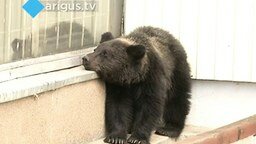 Медвежонок в Улан-Удэ