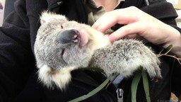 Маленькая коала