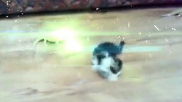 Ящерица атакует котёнка смотреть видео прикол - 0:16