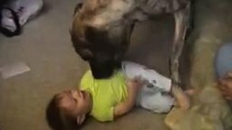 Мальчуган играет с гигантским псом