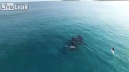 Смотреть Красивое видео с китами