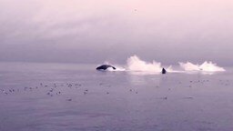 Смотреть Семья китов выныривает из воды