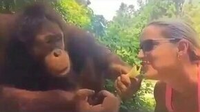 Смотреть Орангутан подшучивает над девушкой