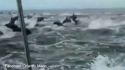 Смотреть Нашествие дельфинов