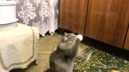 Кошка-танцовщица