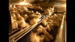 Смотреть Массовое выращивание цыплят