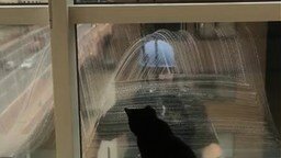 Смотреть Кошка играет с мойщиком окон