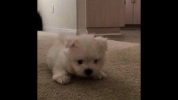Смотреть Смешной и милый белоснежный щенок