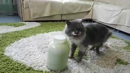 Смотреть Кошка открывает банку молока