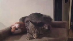 Кот против морской свинки