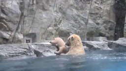 Белая медведица спасает своего малыша