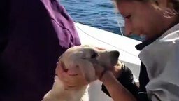 Спасение собаки в море