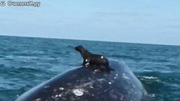 Морской лев оседлал кита