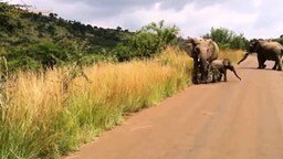 Слонёнок учится атаковать машину