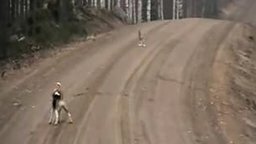 Заяц против охотничьей собаки